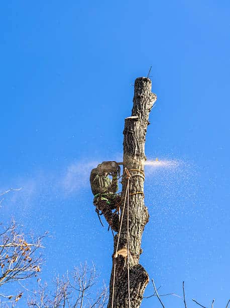 Tree care work in Columbia