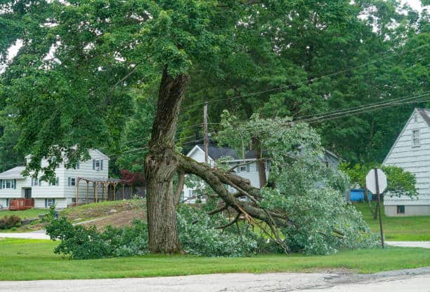 Emergency Tree Service Columbia SC