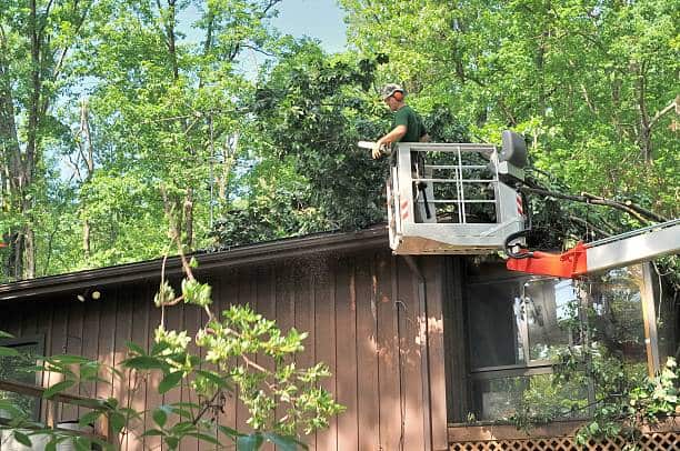 Tree Removal Columbia SC