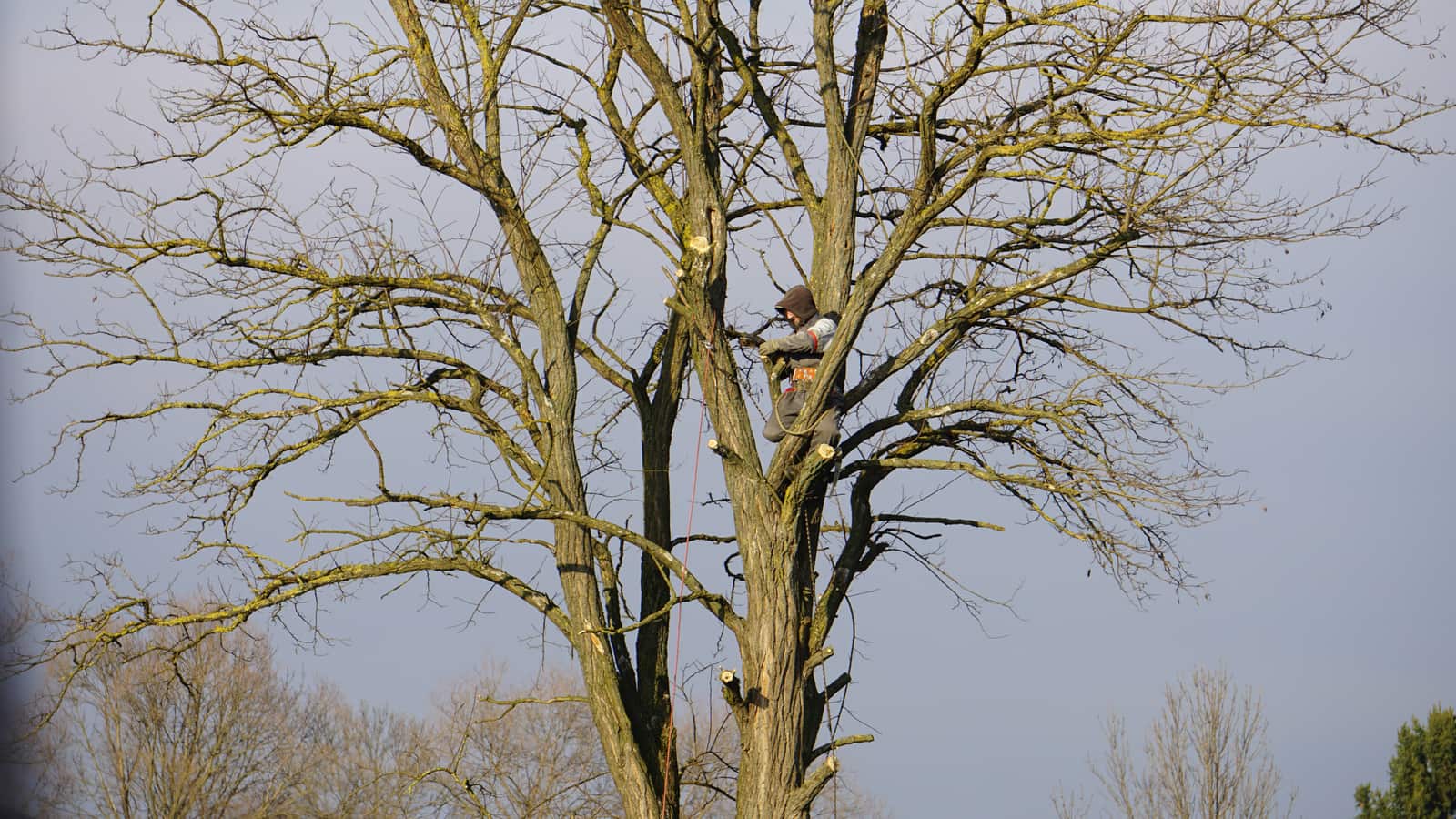 Tree service job Columbia SC