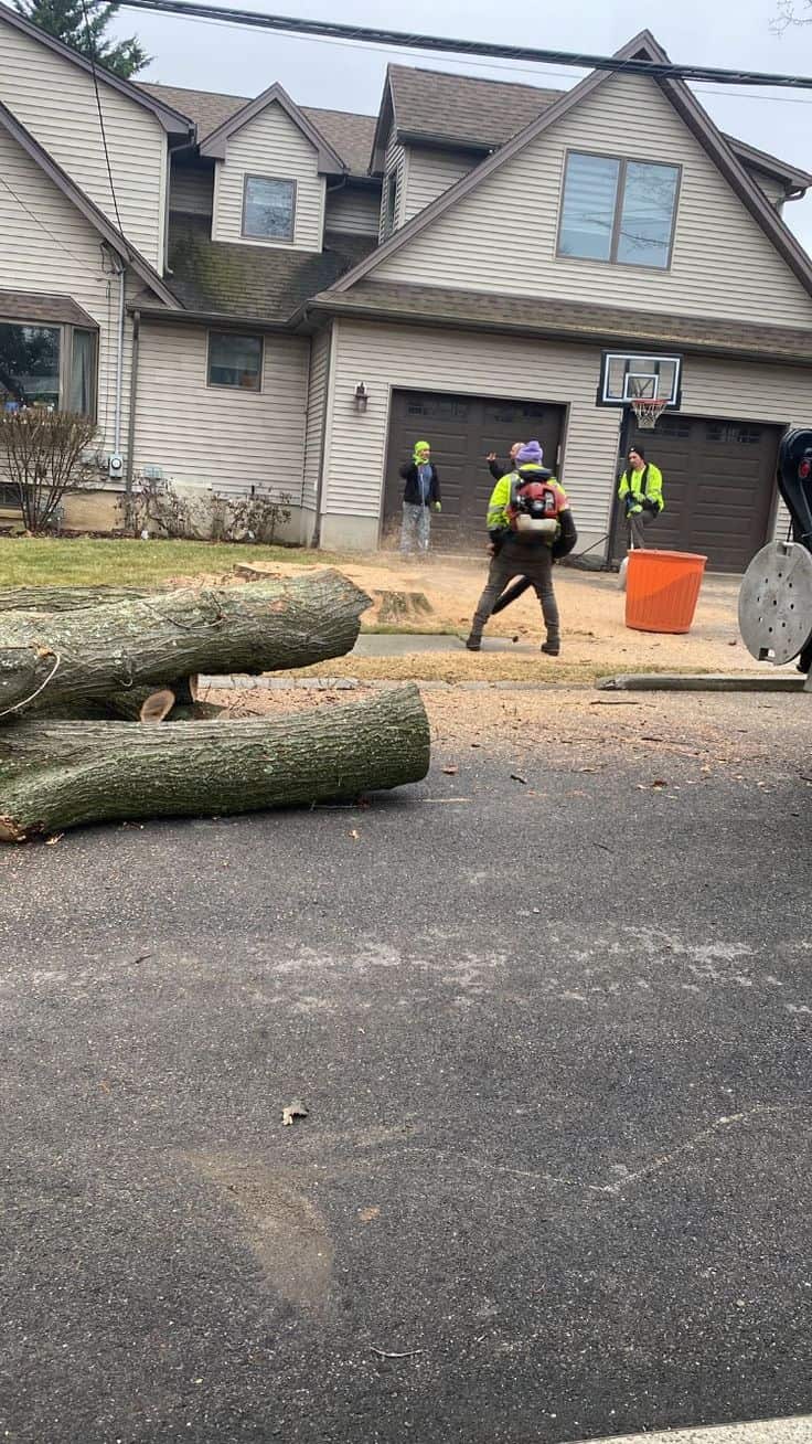 Got trees? team Columbia SC